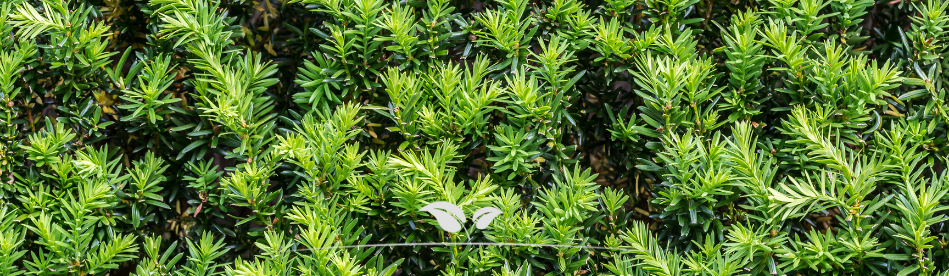 Taxus baccata online kopen | Gardline